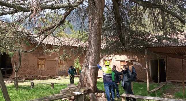  Árboles patrimoniales del Cusco serán evaluados para determinar su cuidado y mantenimiento