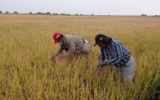  Piura: La siembra de arroz disminuye en más del 70%, según Junta de Usuarios
