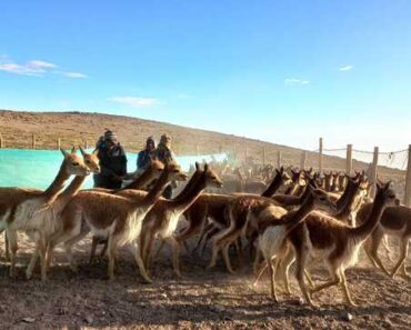 Con el apoyo técnico del SERFOR la comunidad campesina de Tauripampa esquiló 250 vicuñas