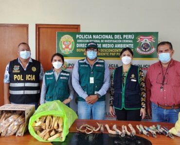 En la “zona herbolaria” de mercado de Piura se encontraron 13 patas y tres cuernos de venados y ocho kilogramos de palo santo de procedencia ilegal.