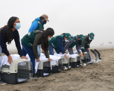  A cinco meses del derrame de petróleo, Serfor liberó 18 aves recuperadas y rehabilitadas