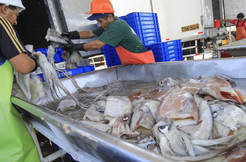 La nueva disposición amplía el periodo de extracción hasta agosto y permitirá dinamizar la economía pesquera nacional, con base en recomendaciones científicas del IMARPE.