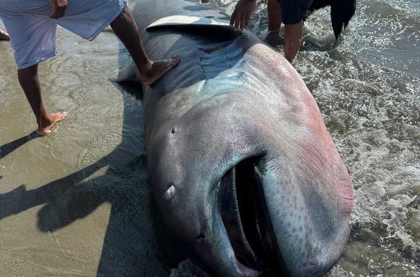  Raro tiburón megaboca aparece en playa Negritos y es faenado por pobladores
