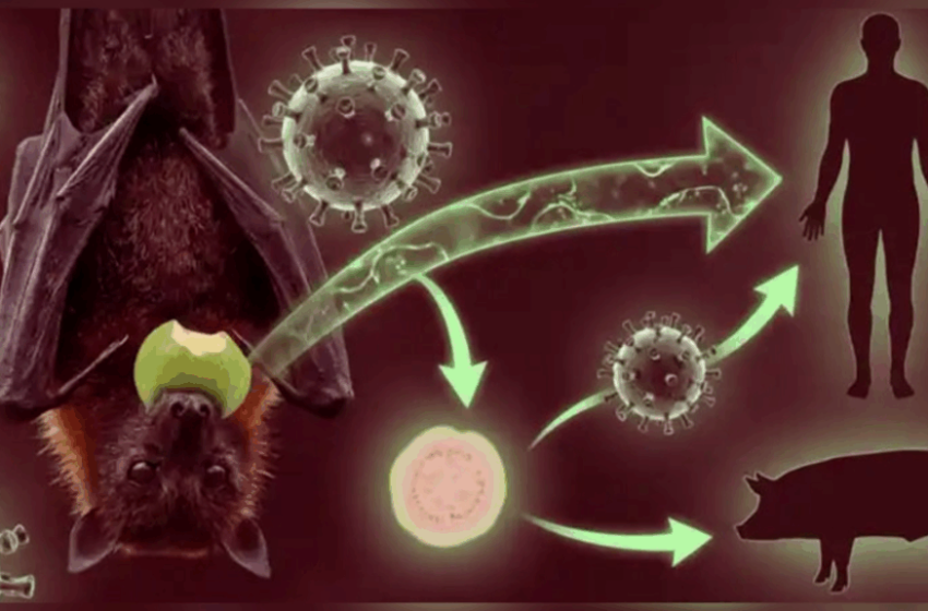  ¿Podría llegar al Perú? Nuevo brote del virus Nipah pone en alerta