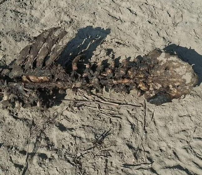  La Libertad: hallan restos humanos calcinados cerca al río Virú