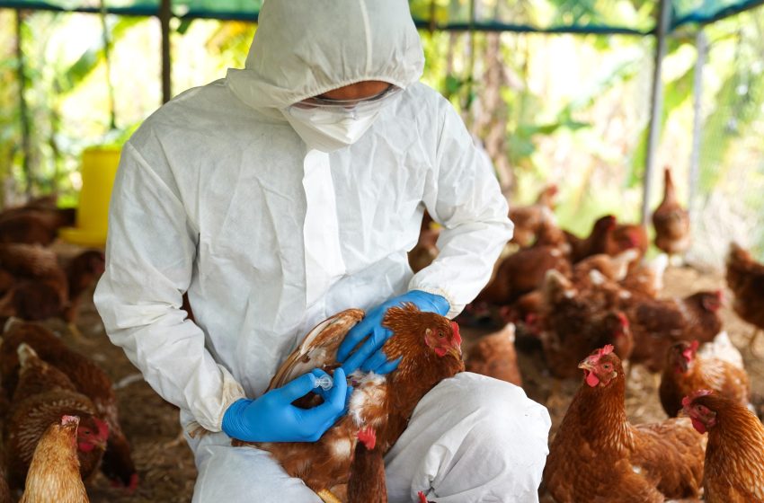  Perú mantiene condición de país libre de influenza aviar